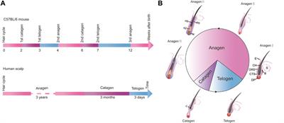 Human hair top growth cycle